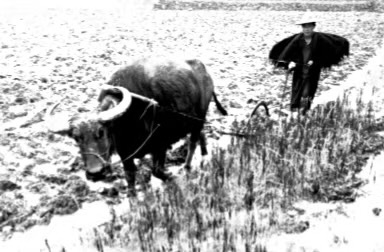 黑白照片,牛在犁地