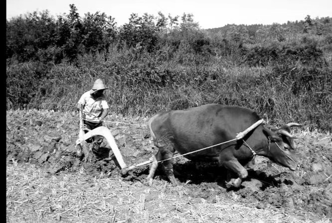 黑白照片，人牵着牛在犁地